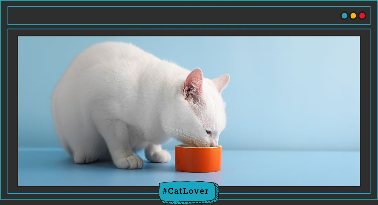  alimentación para gatos